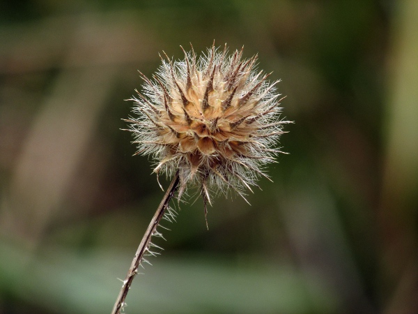 small teasel / Dipsacus pilosus