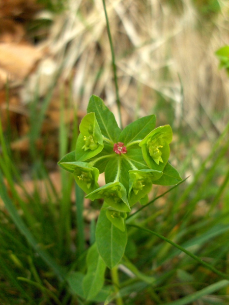 sweet spurge / Euphorbia dulcis: Cyathia