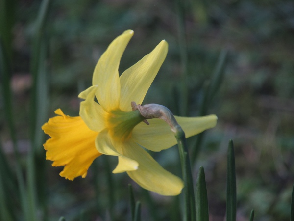 daffodil / Narcissus pseudonarcissus: The tepals of _Narcissus pseudonarcissus_ are at least slightly paler than the corona (trumpet).