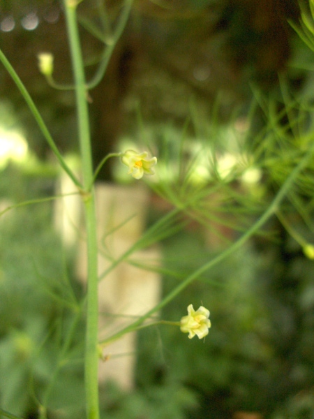garden asparagus / Asparagus officinalis: The leaves of _Asparagus officinalis_ are minuscule, functionally replaced by finely branched stem-segments (cladodes); the flowers are yellow bells, up to 6 mm long.
