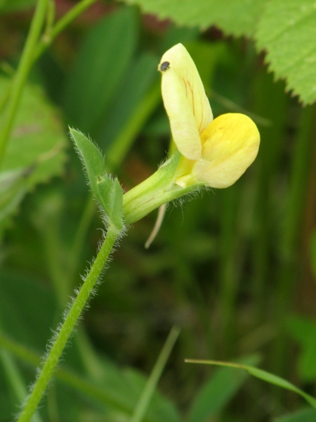 dragon’s teeth / Lotus maritimus: Flower