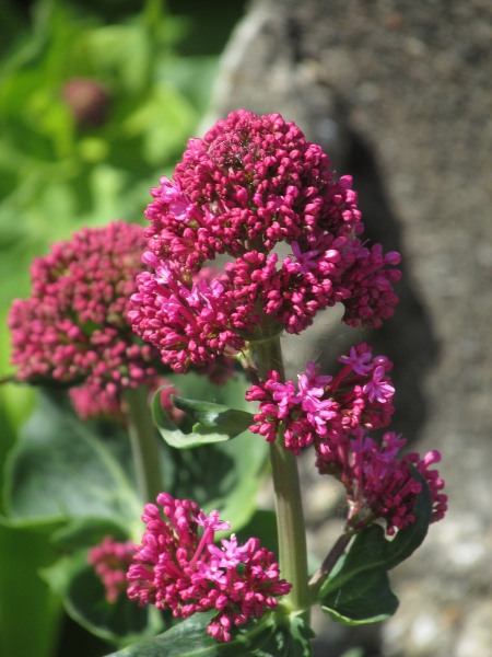 red valerian / Centranthus ruber