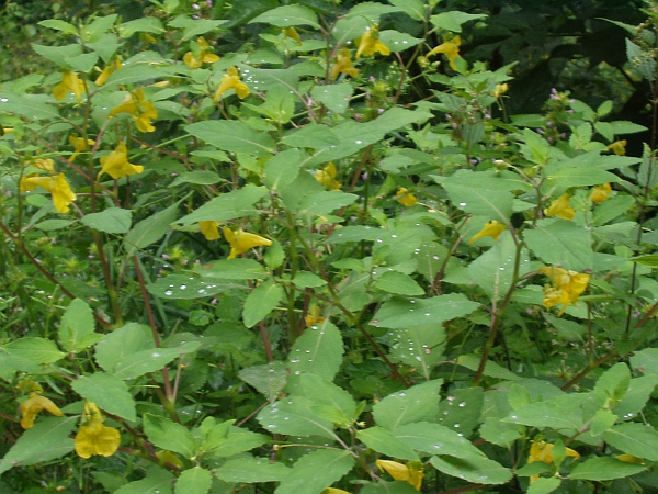 touch-me-not balsam / Impatiens noli-tangere: _Impatiens noli-tangere_ is our only native balsam, found naturally in the Lake District, southern Snowdonia and a small area of the Welsh Marches.