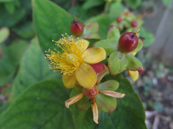 tutsan / Hypericum androsaemum: _Hypericum androsaemum_ is unusual for a _Hypericum_ in that its fruits are berry-like and fleshy, ripening through red to black.