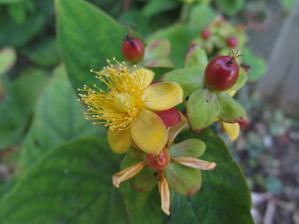 tutsan / Hypericum androsaemum