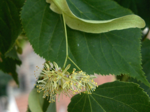 lime / Tilia × europaea: _Tilia_ × _europaea_ is a naturally occurring hybrid between _Tilia platyphyllos_ and _Tilia cordata_, but has also been widely cultivated and planted.