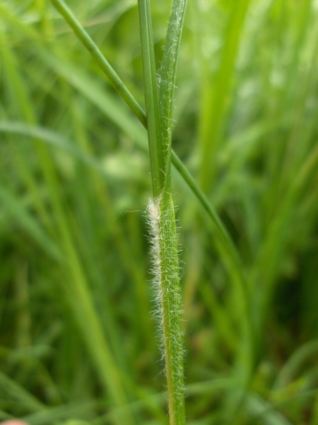 hairy sedge / Carex hirta: The leaf-sheaths of _Carex hirta_ are conspicuously hairy.