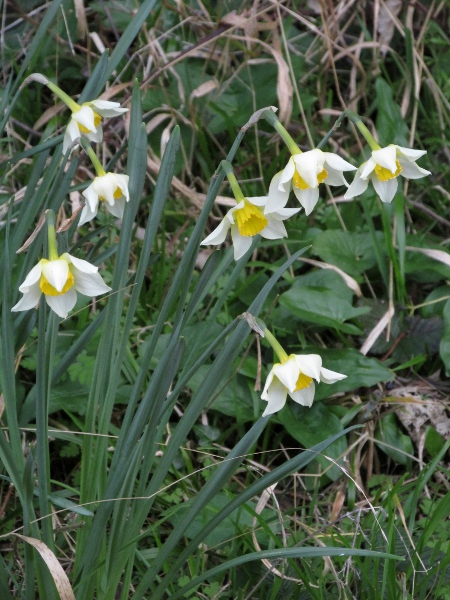 Boutigny’s daffodil / Narcissus × boutignyanus