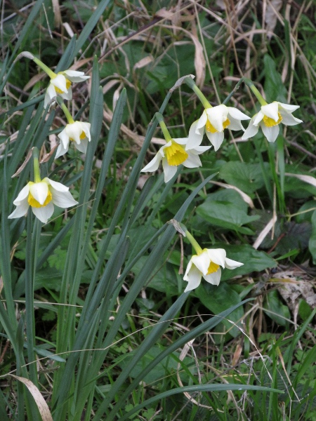 Boutigny’s daffodil / Narcissus × boutignyanus: _Narcissus_ × _boutignyanus_ is similar to _Narcissus_ × _incomparabilis_, but with white tepals; it is a hybrid between _Narcissus poeticus_ and _Narcissus moschatus_.