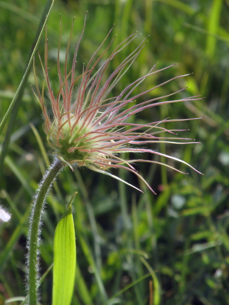 pasqueflower / Pulsatilla vulgaris: The fruit of _Pulstatilla vulgaris_ is a head of achenes with long, feathery plumes.