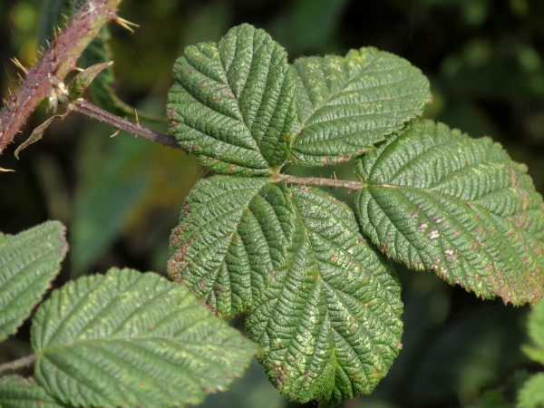 brambles / Rubus sect. Corylifolii: Leaf