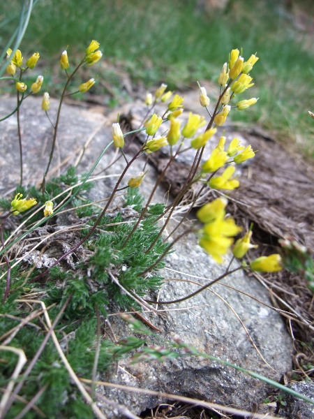 yellow whitlow-grass / Draba aizoides: _Draba aizoides_ is a widespread plant in the mountains of southern and central Europe but is restricted in the British Isles to the Gower south coast, Glamorgan.