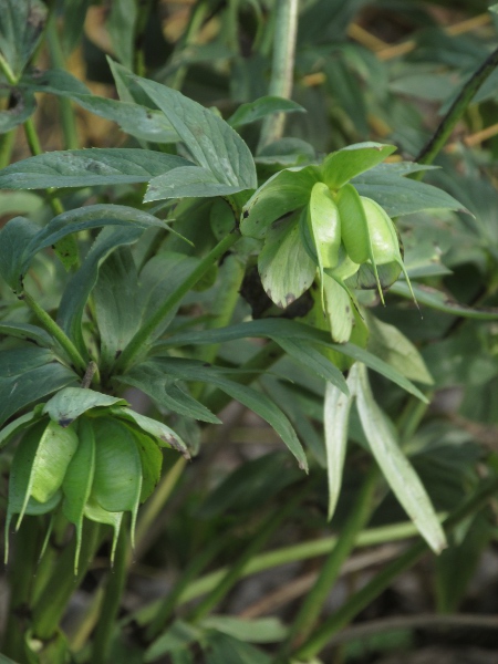 green hellebore / Helleborus viridis: The fruit of _Helleborus viridis_ is a collection of follicles that are fused towards their bases.
