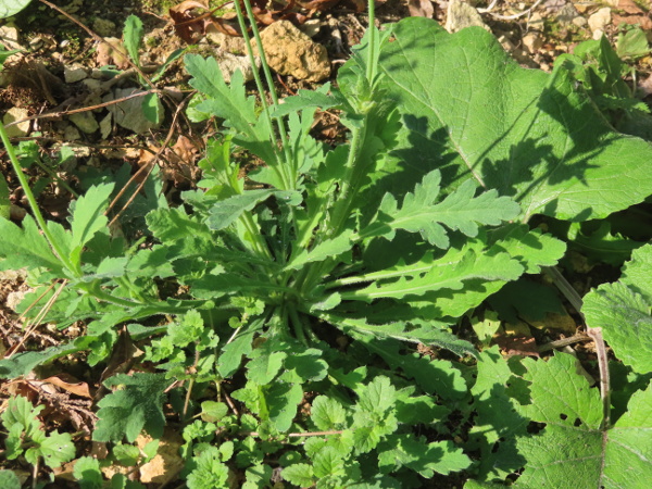 Atlas poppy / Papaver atlanticum: _Papaver atlanticum_ is a perennial species, with a basal rosette of leaves present at the time of flowering.