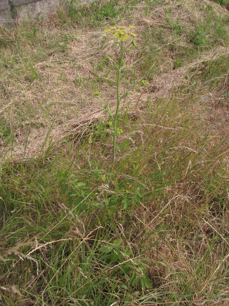 parsnip / Pastinaca sativa: _Pastinaca sativa_ is a tall, yellow-flowering umbellifer of non-acidic grasslands in England and South Wales; elsewhere, it occurs as an escape from cultivation.