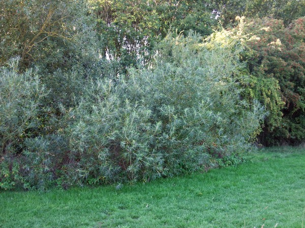 osier / Salix viminalis: _Salix viminalis_ is widely grown in damp lowland areas.