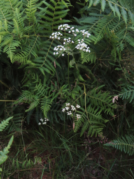 bladderseed / Physospermum cornubiense: _Physospermum cornubiense_ is a rare herb of scrub in eastern Cornwall (and some adjacent parts of South Devon).