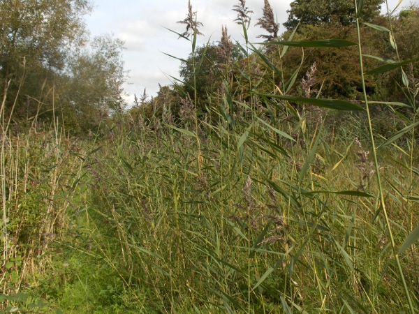 common reed / Phragmites australis: Habitus