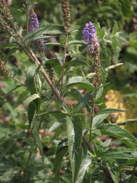 garden speedwell / Veronica longifolia: Unlike _Veronica spicata_, the leaves of _Veronica longifolia_ are widest near the base, hairless and with pointed teeth.