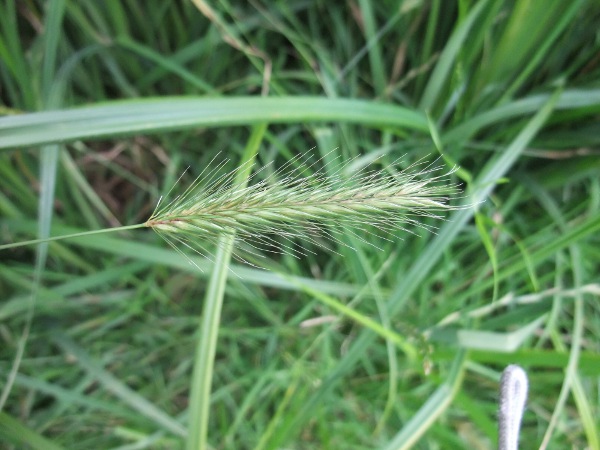 meadow barley / Hordeum secalinum: Inflorescence