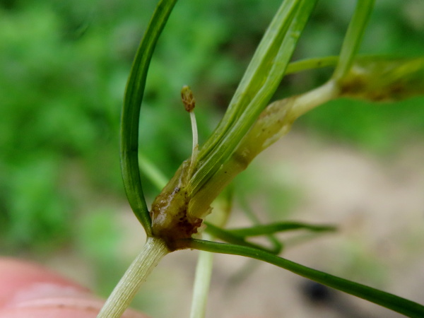 sessile horned pondweed / Zannichellia palustris subsp. palustris