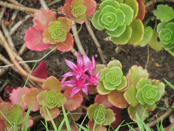 Caucasian stonecrop / Phedimus spurius