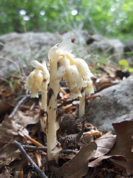 Yellow bird’s-nest / Monotropa hypopitys