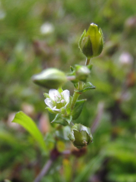 thyme-leaved sandwort / Arenaria serpyllifolia: The fruiting capsule of _Arenaria serpyllifolia_ subsp. _serpyllifolia_ is ‘flask-shaped’, with curving body and a slight ‘neck’, in contrast to the straight-sided capsule of _Arenaria leptoclados_.