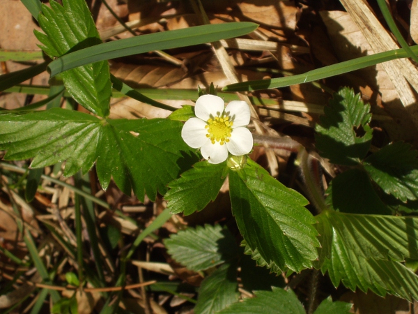 strawberry / Fragaria vesca: _Fragaria vesca_ is a stoloniferous herb of dry woodland across the British Isles.