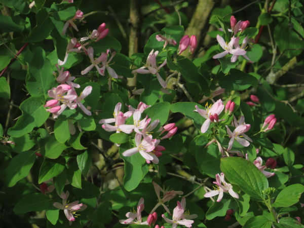 Tartarian honeysuckle / Lonicera tatarica: The flowers of _Lonicera tatarica_ are typically pink, with most of the corolla lobes free above the end of the corolla-tube.