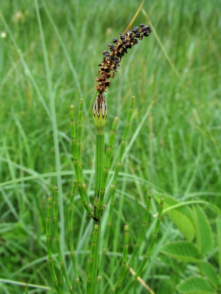 marsh horsetail / Equisetum palustre: _Equisetum palustre_ has few ridges along the stem.