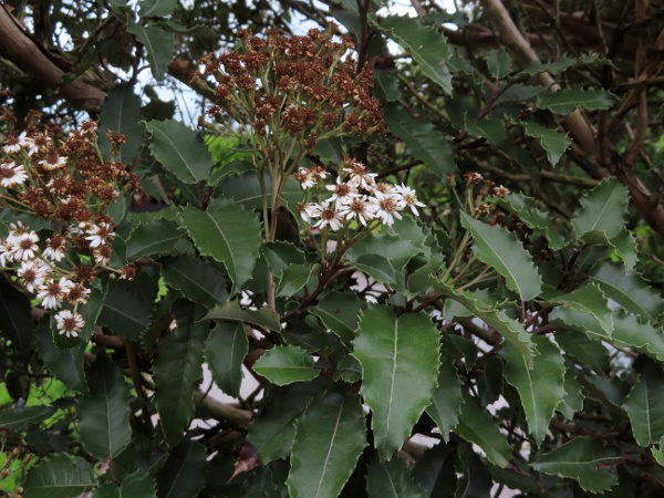 New Zealand holly / Olearia macrodonta: _Olearia macrodonta_ is a garden shrub from New Zealand that often becomes naturalised in coastal areas.