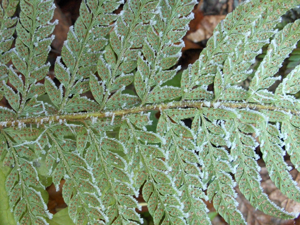 hard shield-fern / Polystichum aculeatum