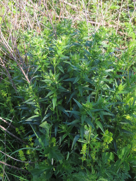 common gromwell / Lithospermum officinale: _Lithospermum officinale_ grows in woodland margins over base-rich soils in England, along the north and south coasts of Wales and more rarely in Scotland and Ireland.