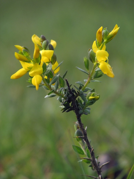 petty whin / Genista anglica: _Genista anglica_ is our only _Genista_ species to have simple (unbranched) spines; it grows in the drier sorts of heath across England, Wales, southern Scotland and the eastern Highlands.