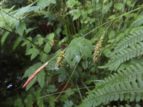 smooth-stalked sedge / Carex laevigata: _Carex laevigata_ grows in moist, shady woodland, especially over clay soils, across the British Isles (except the Western Isles, Orkney and Shetland).