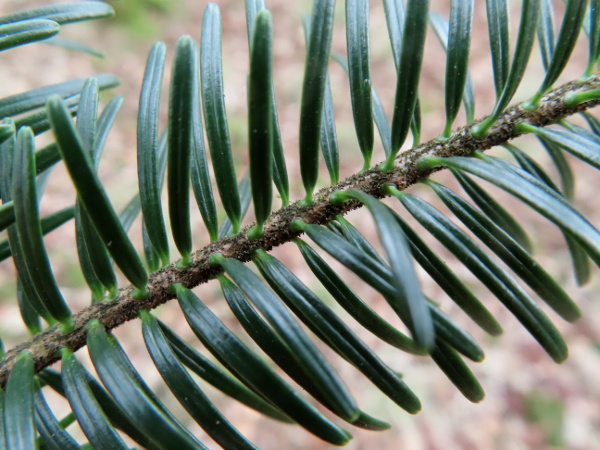 European silver fir / Abies alba: The leaves of _Abies alba_ bend to the sides of the conspicuously hairy twig.