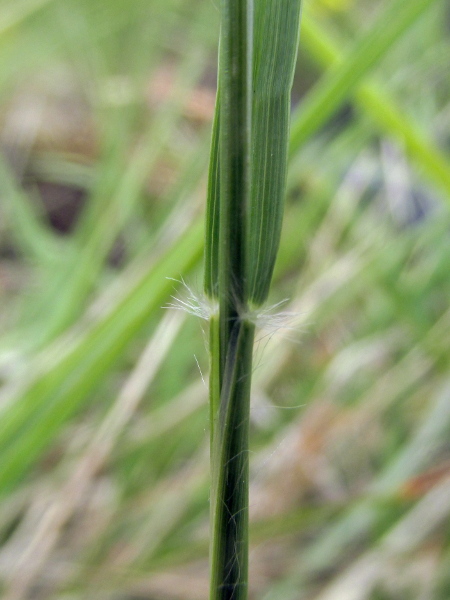 heath grass / Danthonia decumbens: The ligule of _Danthonia decumbens_ is a row of fine hairs, with a tuft of hairs on either side of the stem.