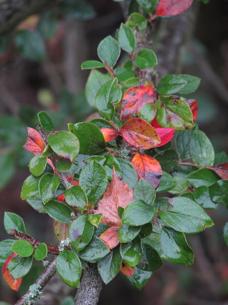 Nohel’s cotoneaster / Cotoneaster nohelii: _Cotoneaster nohelii_ is a shrub native to south-western China (although not recognised by the <em>Flora of China</em>).