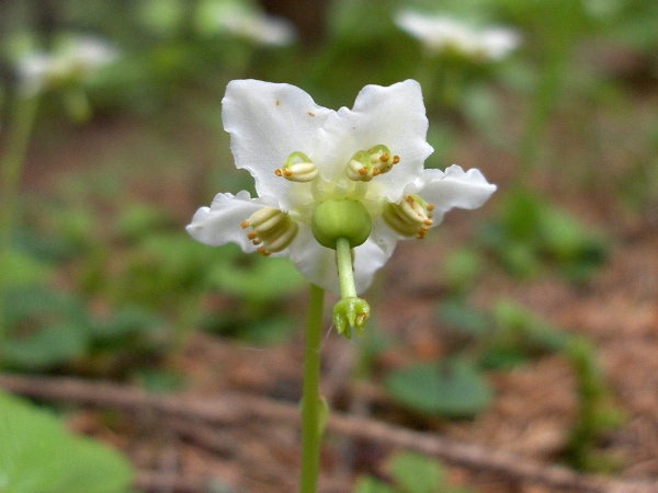 one-flowered wintergreen / Moneses uniflora: _Moneses uniflora_ differs from our other wintergreen in having a single flower on each stem.