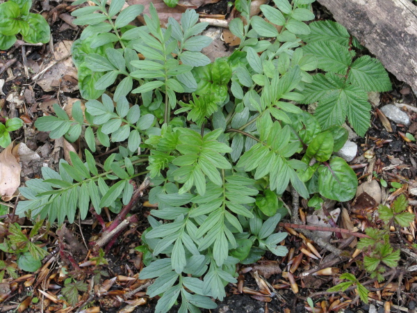 meadow valerian / Valeriana officinalis subsp. collina