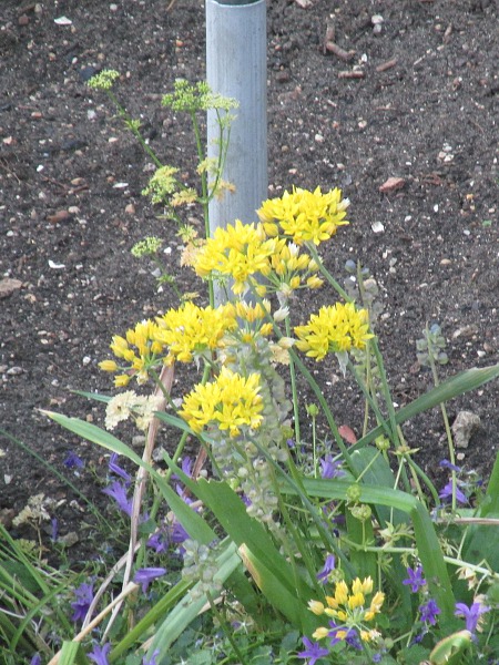 yellow garlic / Allium moly