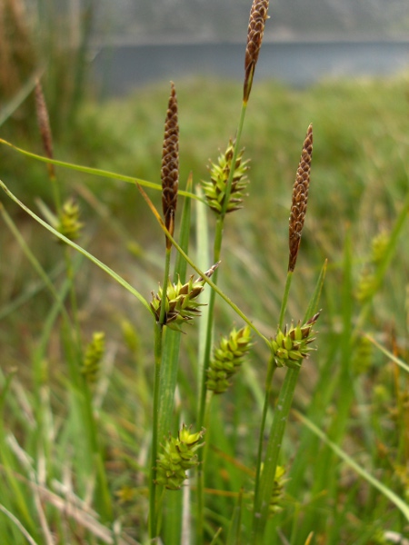 common yellow sedge / Carex demissa: _Carex demissa_ has more elongated inflorescence than _Carex viridula_, with the lowest female spike at least slightly separated from the others, and the terminal male spike stalked.