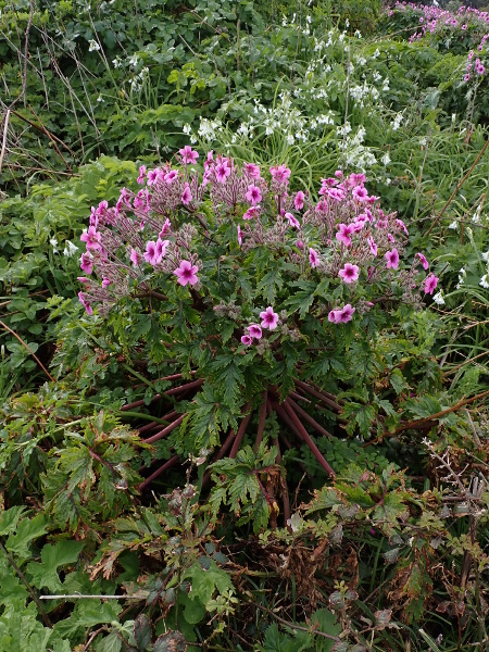 giant herb Robert / Geranium maderense: _Geranium maderense_ is a stout perennial native to Madeira but now naturalised on cliff-tops in the Channel Islands, Cornwall and especially the Isles of Scilly (VC1).