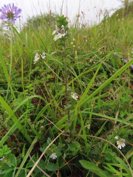 chalk eyebright / Euphrasia pseudokerneri: _Euphrasia pseudokerneri_ grows in undisturbed downland over chalk or limestone; it has relatively large flowers, typically 7–9 mm long.