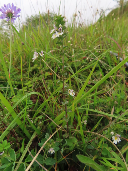 chalk eyebright / Euphrasia pseudokerneri: _Euphrasia pseudokerneri_ grows in undisturbed downland over chalk or limestone; it has relatively large flowers, typically 7–9 mm long.