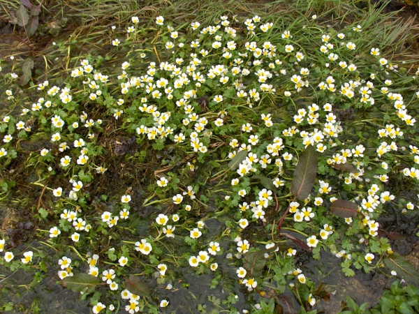 pond water-crowfoot / Ranunculus peltatus: _Ranunculus peltatus_ either produces both capillary and laminar leaves, or only capillary leaves.