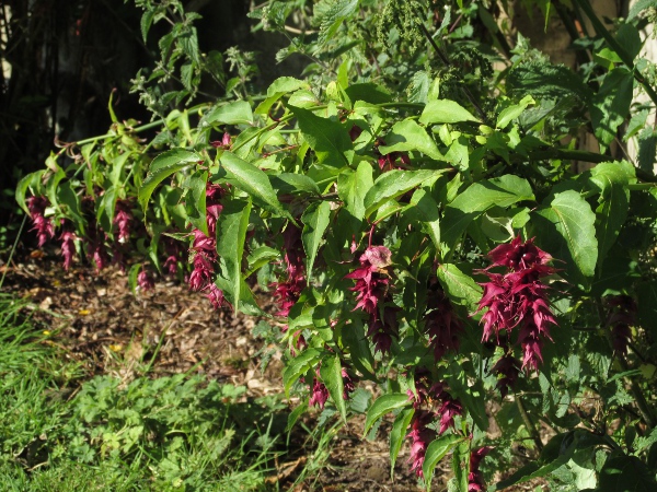 Himalayan honeysuckle / Leycesteria formosa: _Leycesteria formosa_ is a shrub native to the Himalayas that is spreading across the British Isles through plantings and bird-transported seed.