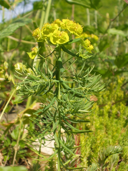 cypress spurge / Euphorbia cyparissias: _Euphorbia cyparissias_ is a possibly native species of spurge, recognisable by its very narrow leaves (< 2 mm wide).