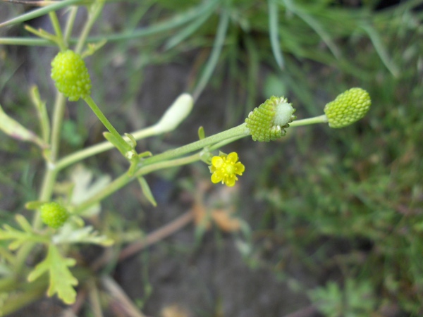 celery-leaved buttercup / Ranunculus sceleratus: In seed, the receptacle is noticeably longer than wide, a step along the same evolutionary trajectory that produced _Myosurus minimus_.